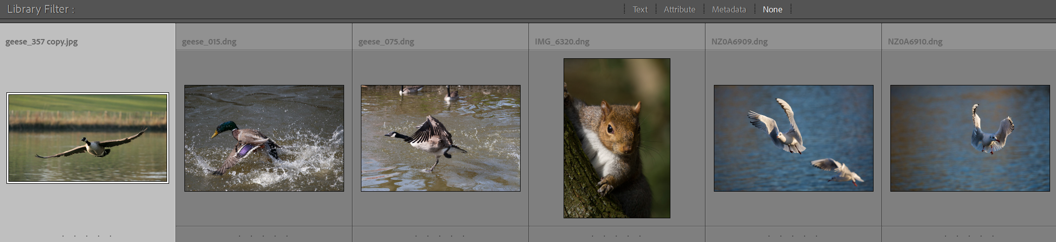 lightroom-import-step5