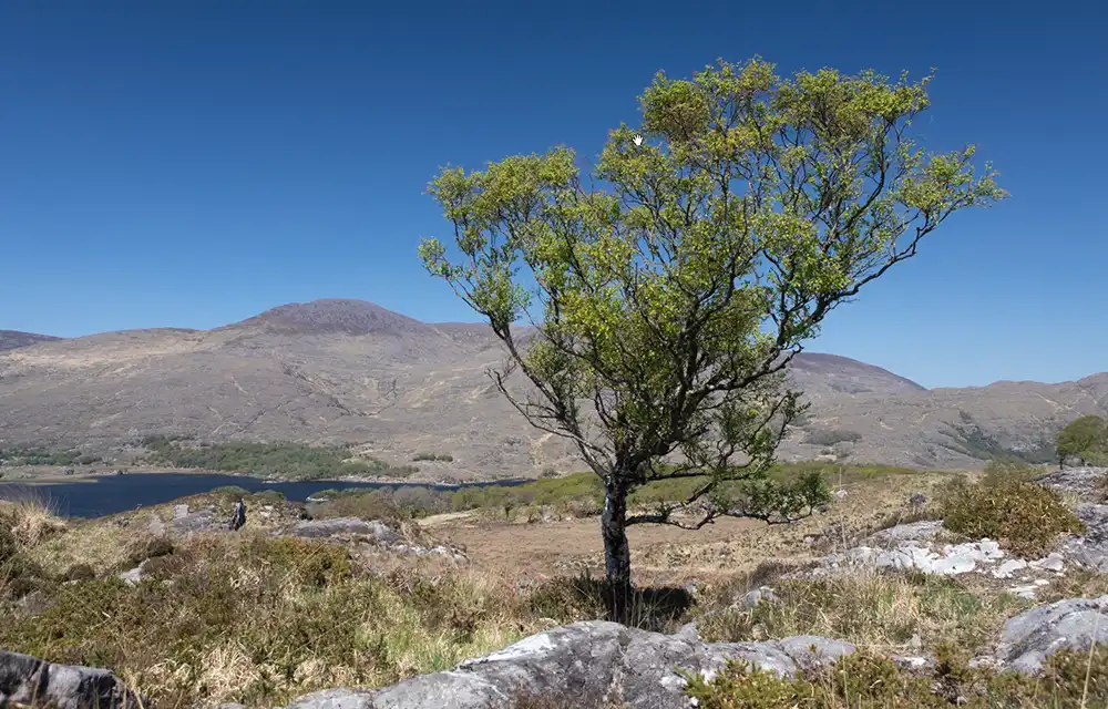 Original lone tree landscape