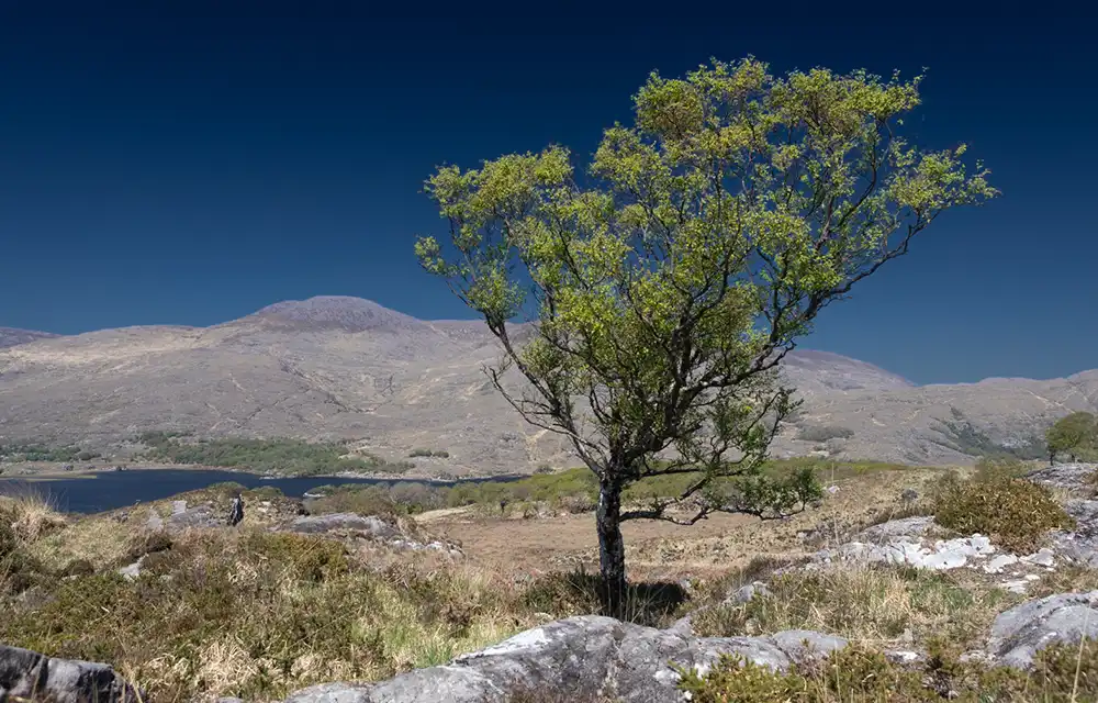 Edited lone tree landscape