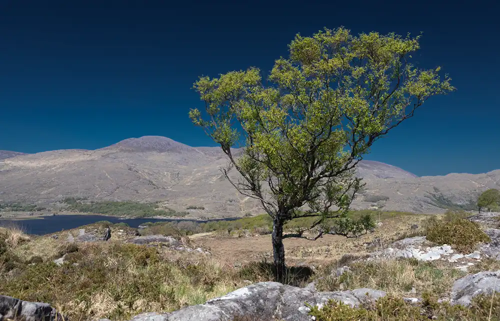Edited lone tree landscape