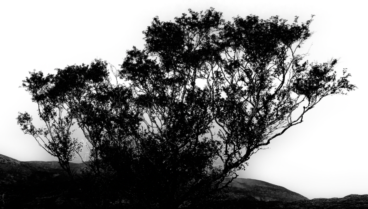 Finished edit using Select Subject in Lightroom