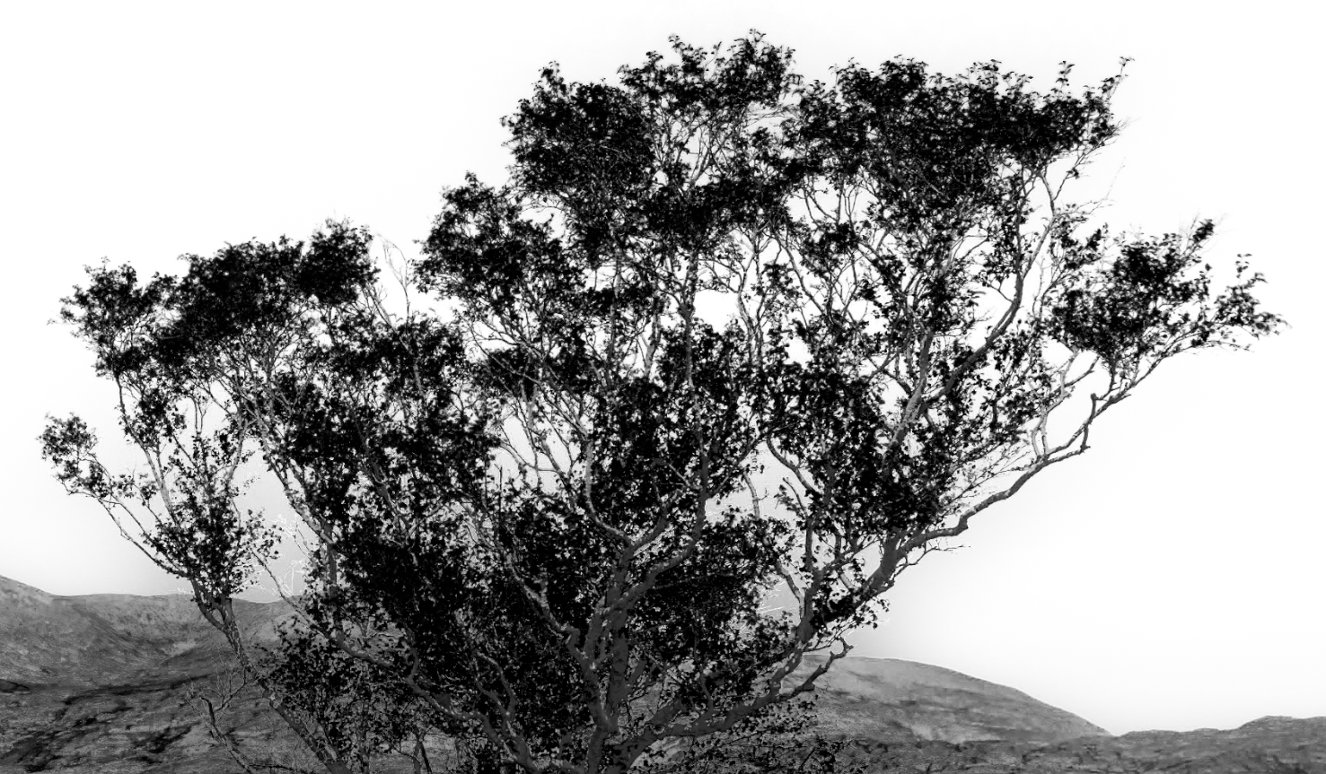 Finished edit using Select Subject in Lightroom