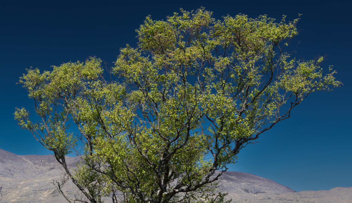 Finished edit using Select Subject in Lightroom