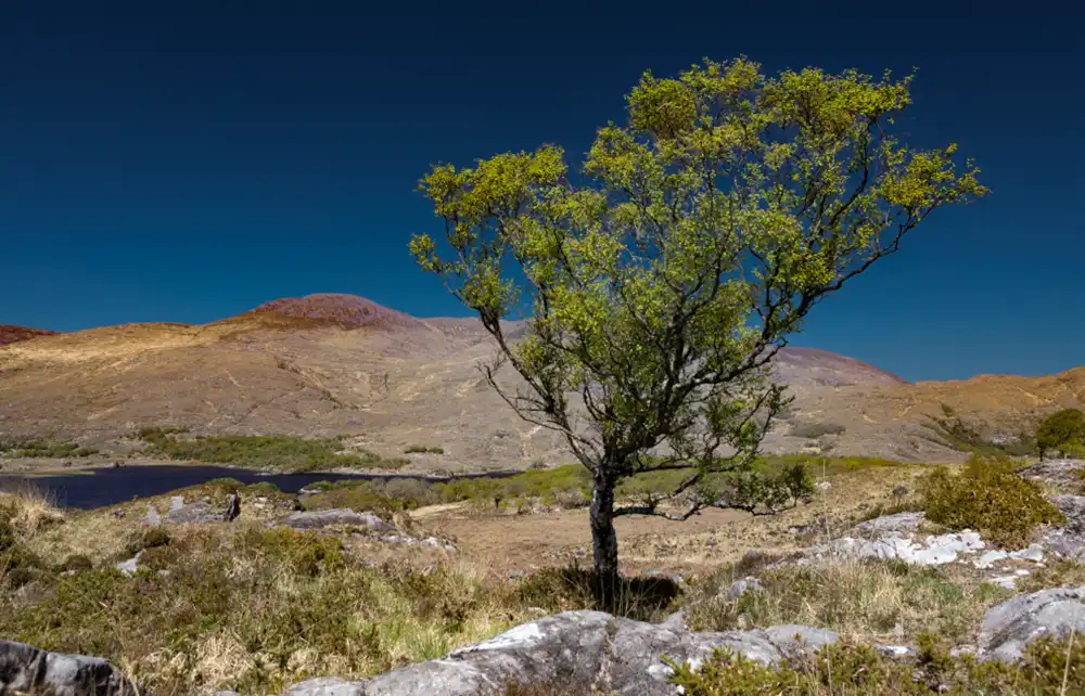 Edited lone tree landscape