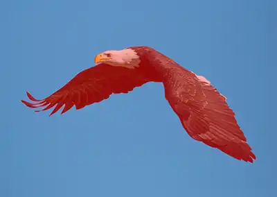 Overlay showing Select Subject mask in Lightroom
