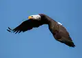 Bald Eagle thumbnail