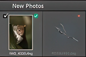 Assisted Culling