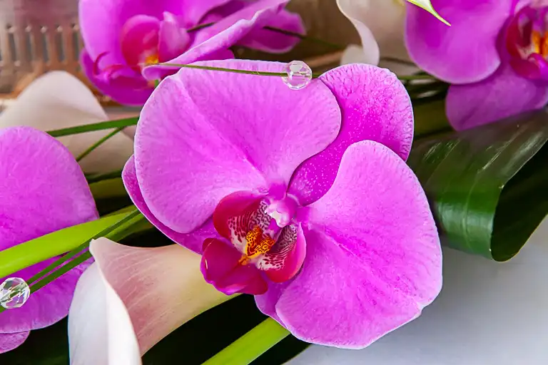 Wedding photography at Letchworth Hall Hotel, Letchworth