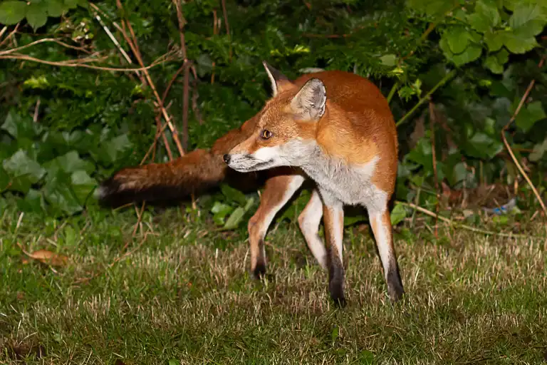 Wedding photography at Morden Hall, Wimbledon